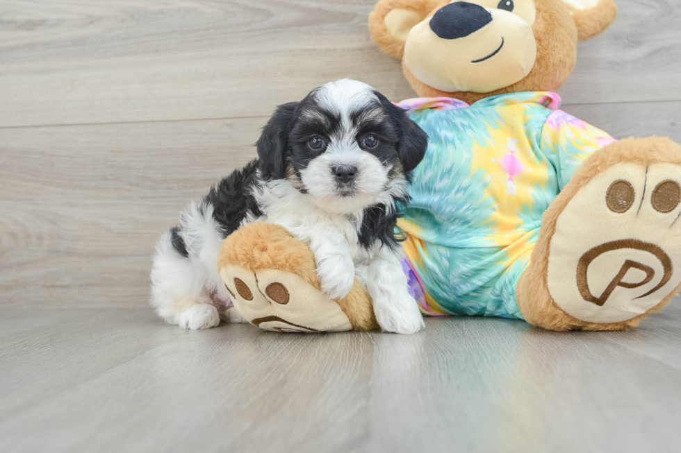 Teddy Bear Pup Being Cute