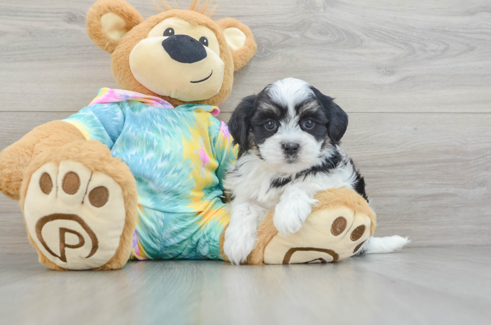 6 week old Teddy Bear Puppy For Sale - Premier Pups