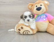 5 week old Teddy Bear Puppy For Sale - Premier Pups