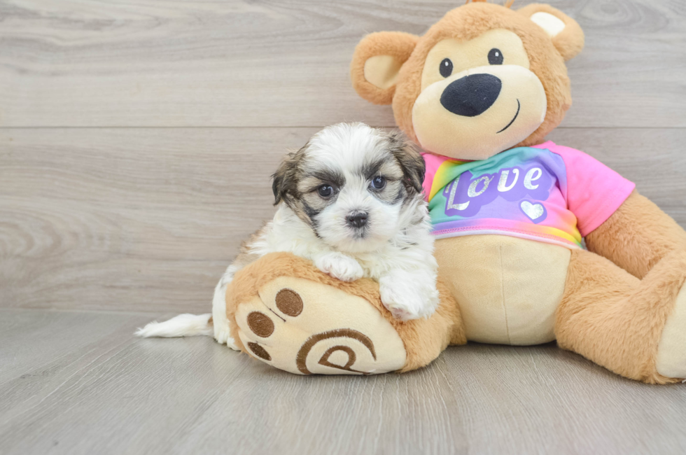 6 week old Teddy Bear Puppy For Sale - Premier Pups