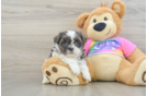 Teddy Bear Puppy for Adoption