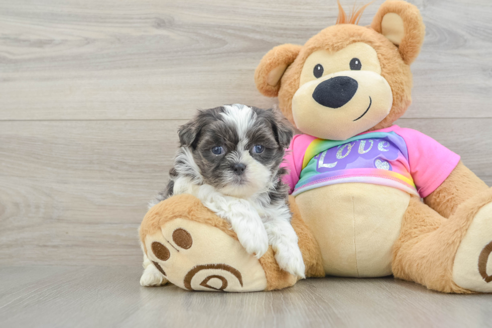 Teddy Bear Puppy for Adoption