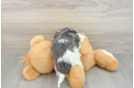 Teddy Bear Puppy for Adoption