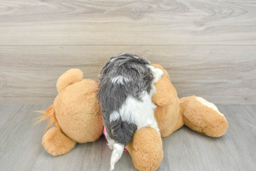 Teddy Bear Puppy for Adoption