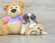 6 week old Teddy Bear Puppy For Sale - Premier Pups