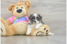 Energetic Shit Designer Puppy