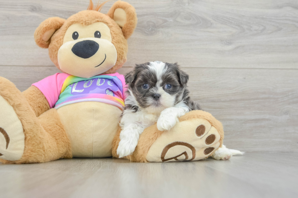 5 week old Teddy Bear Puppy For Sale - Premier Pups