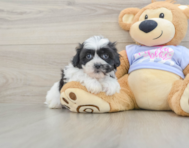 5 week old Teddy Bear Puppy For Sale - Premier Pups