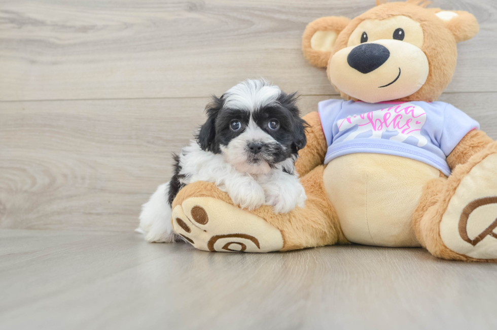 5 week old Teddy Bear Puppy For Sale - Premier Pups