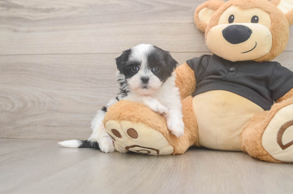 5 week old Teddy Bear Puppy For Sale - Premier Pups
