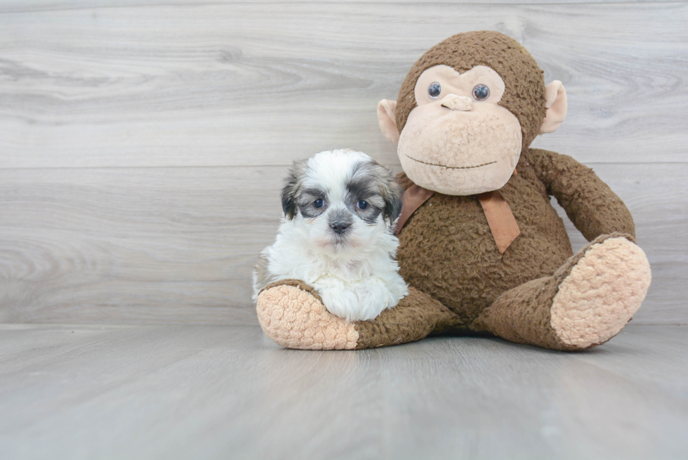 Fluffy Teddy Bear Designer Pup