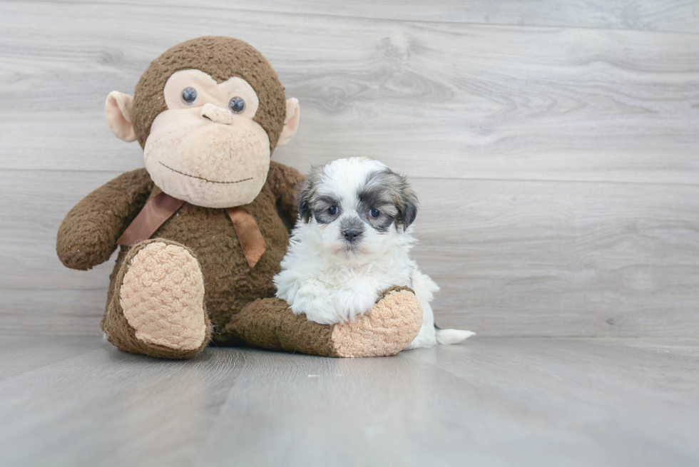 Little Shichon Designer Puppy