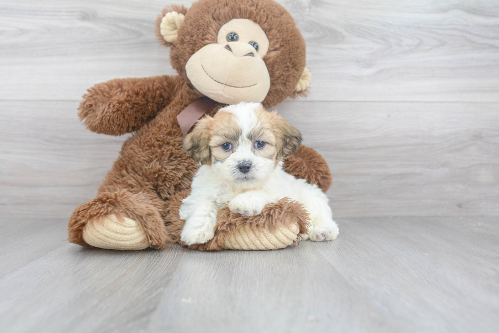 Teddy Bear Pup Being Cute