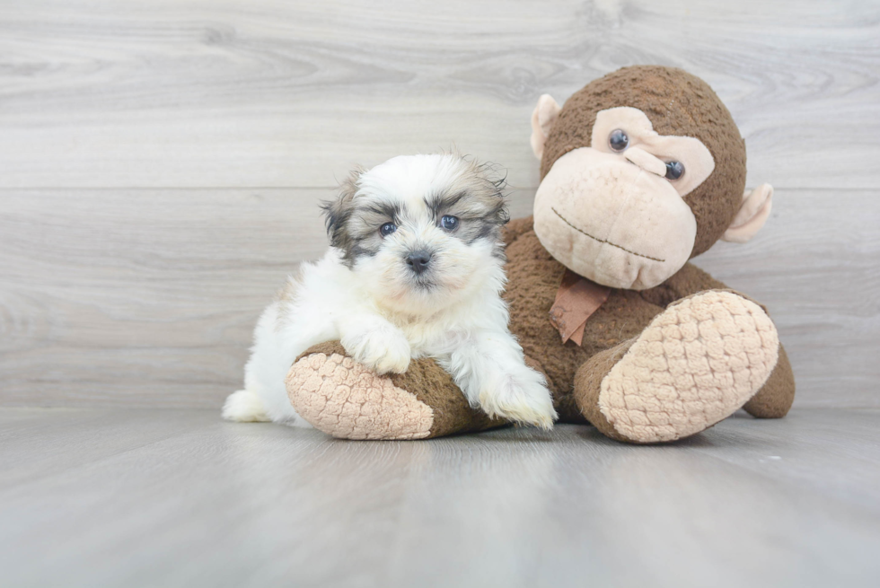 Teddy Bear Pup Being Cute