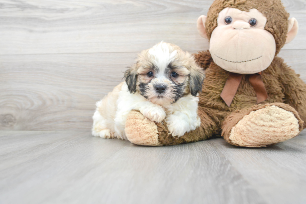 Little Shichon Designer Puppy