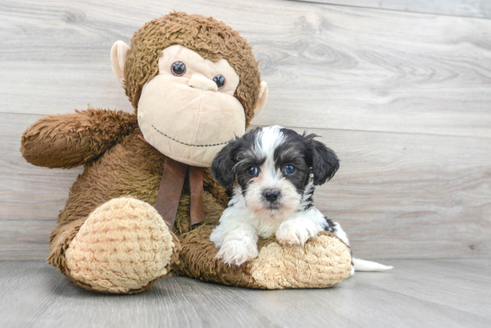 Teddy Bear Pup Being Cute