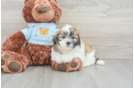 Fluffy Teddy Bear Designer Pup