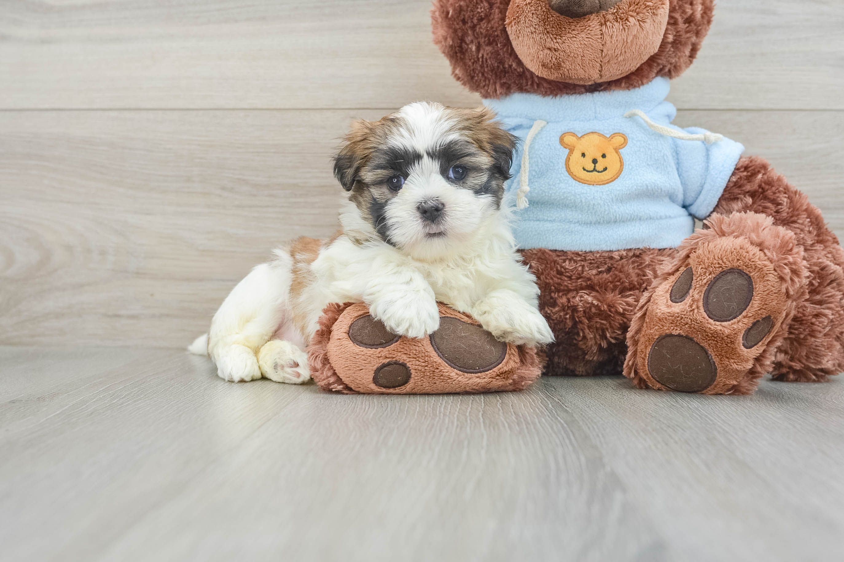 Best Teddy Bear Baby