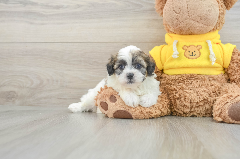 6 week old Teddy Bear Puppy For Sale - Premier Pups