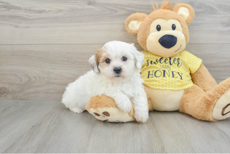 Teddy Bear Puppy for Adoption