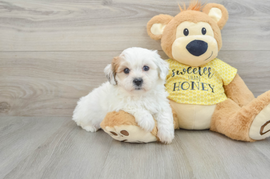 Teddy Bear Puppy for Adoption