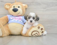 5 week old Teddy Bear Puppy For Sale - Premier Pups