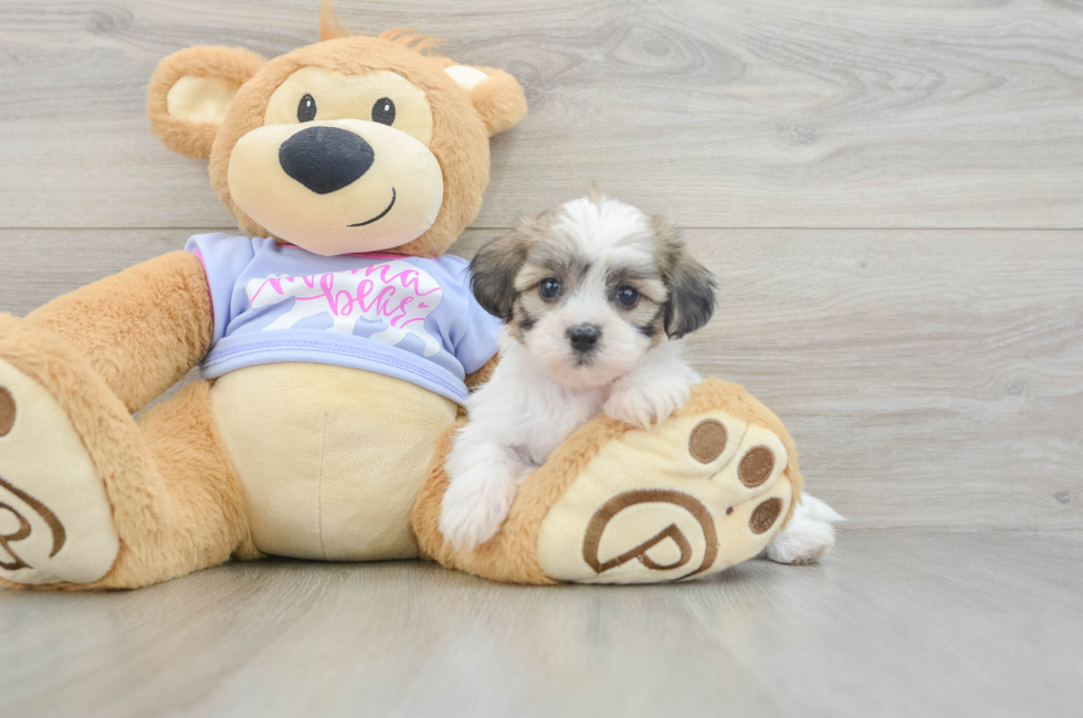 5 week old Teddy Bear Puppy For Sale - Premier Pups