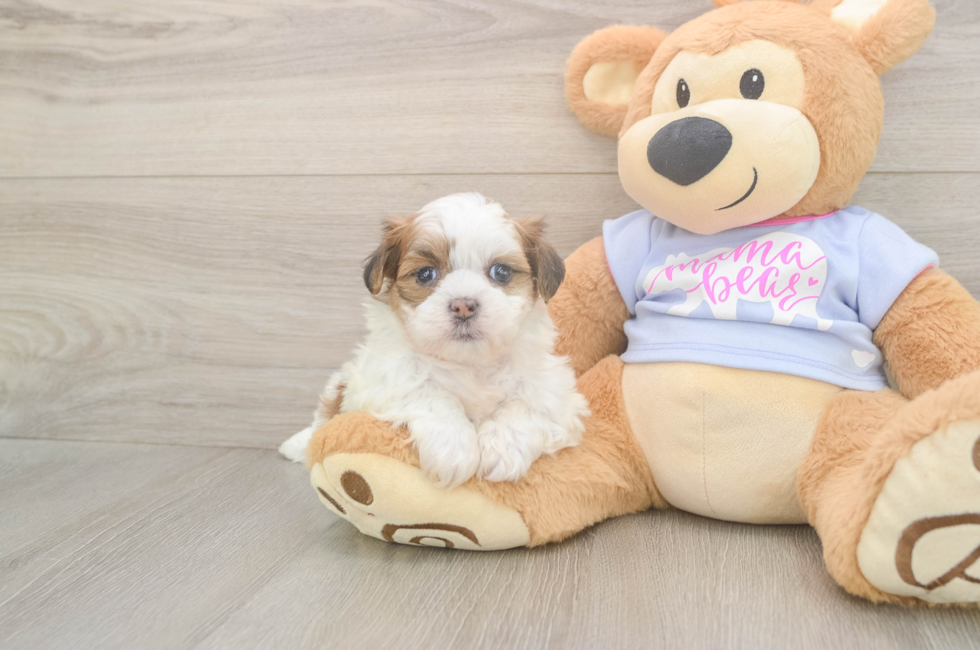 6 week old Teddy Bear Puppy For Sale - Premier Pups