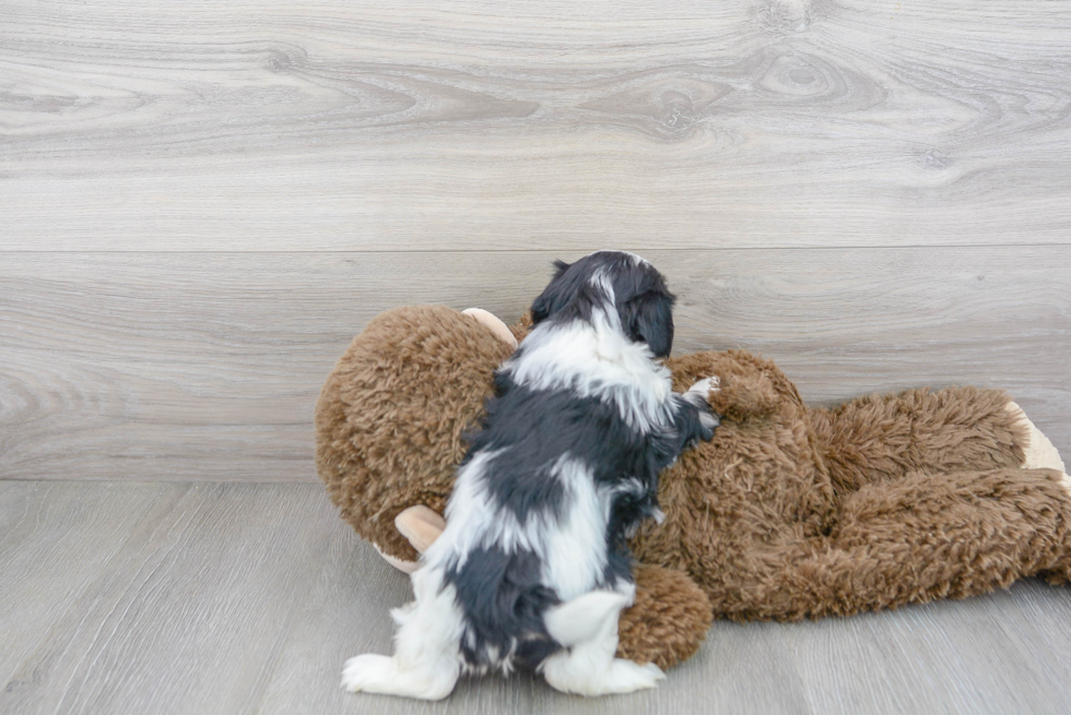 Teddy Bear Pup Being Cute