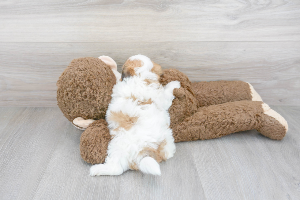 Smart Teddy Bear Designer Pup