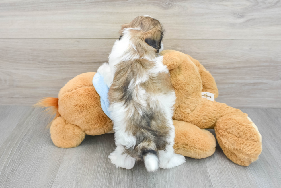 Popular Teddy Bear Designer Pup