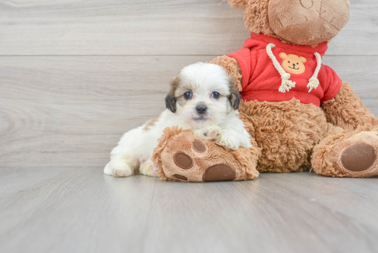 Teddy Bear Pup Being Cute