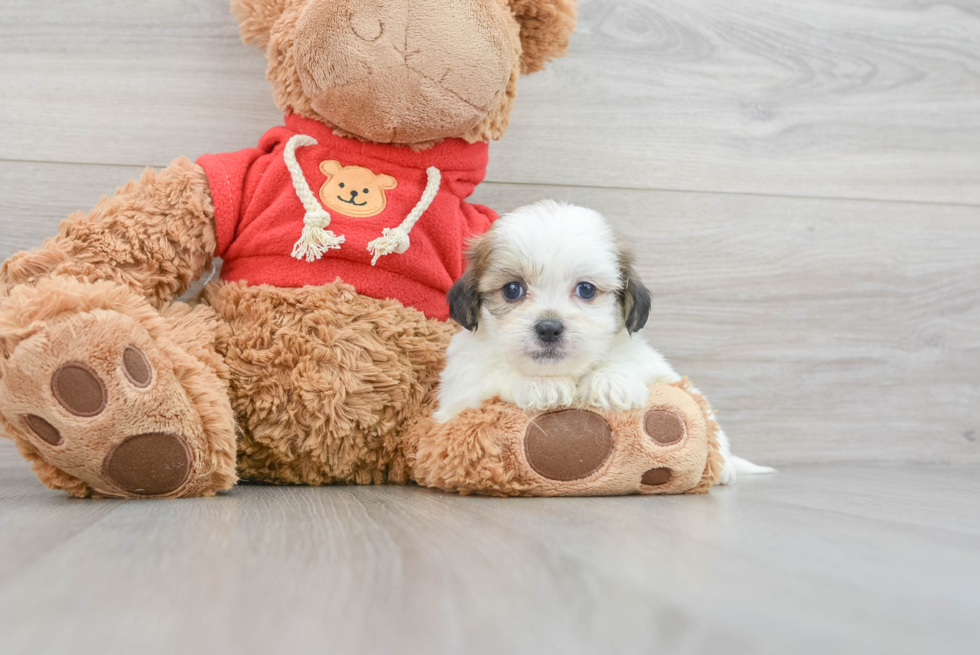 Teddy Bear Pup Being Cute