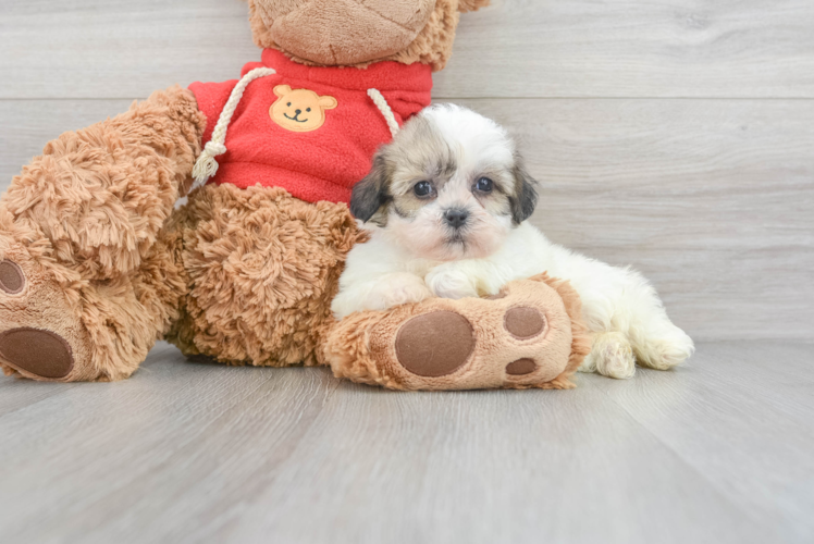 Happy Teddy Bear Baby