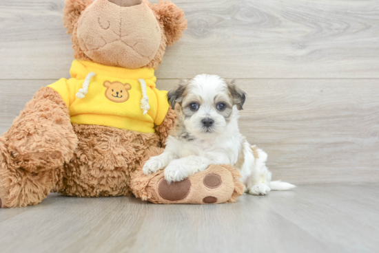 Teddy Bear Pup Being Cute