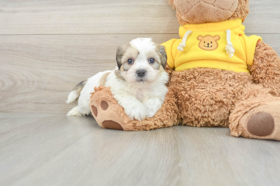 6 week old Teddy Bear Puppy For Sale - Premier Pups