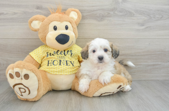 Teddy Bear Puppy for Adoption