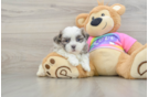 Teddy Bear Puppy for Adoption