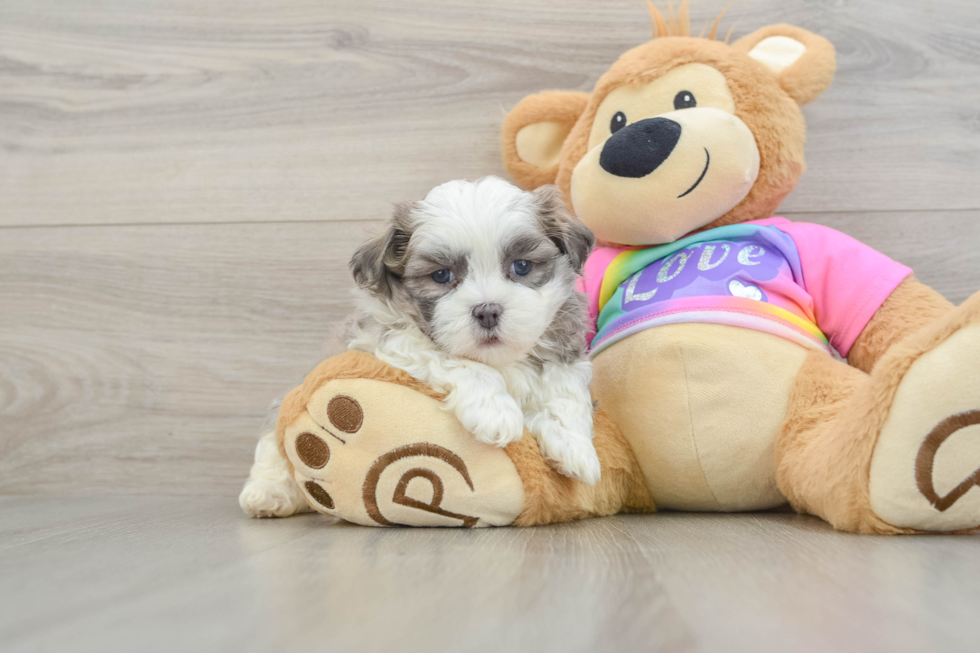 Teddy Bear Puppy for Adoption