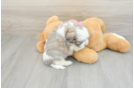 Best Teddy Bear Baby