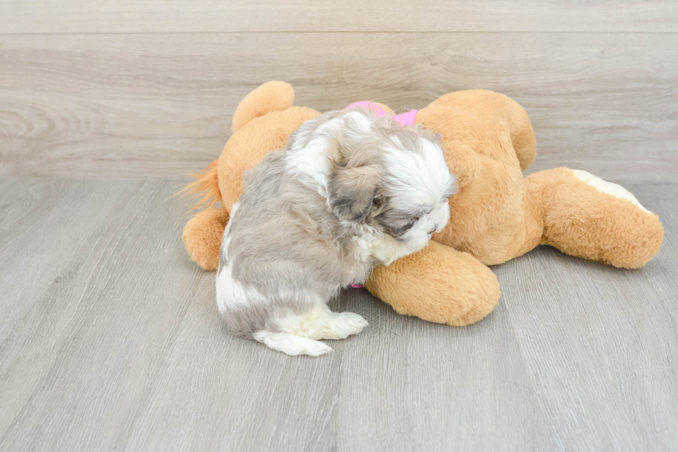 Best Teddy Bear Baby
