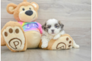 Popular Teddy Bear Designer Pup