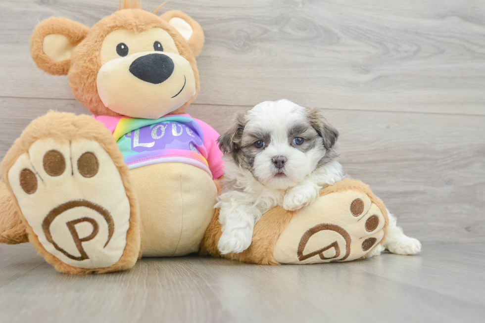 Popular Teddy Bear Designer Pup