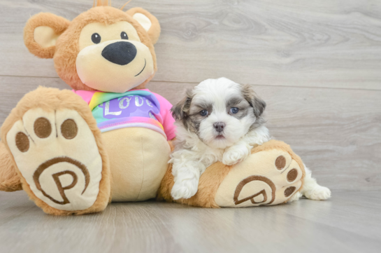 Popular Teddy Bear Designer Pup
