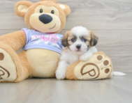5 week old Teddy Bear Puppy For Sale - Premier Pups