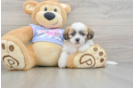 Small Teddy Bear Baby
