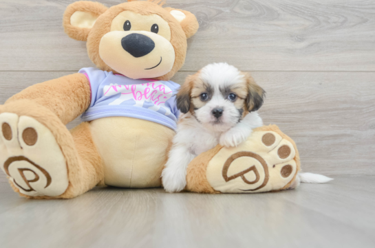 Small Teddy Bear Baby