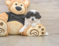 7 week old Teddy Bear Puppy For Sale - Premier Pups
