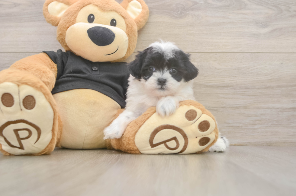 5 week old Teddy Bear Puppy For Sale - Premier Pups