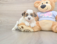 8 week old Teddy Bear Puppy For Sale - Premier Pups